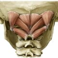suboccipital muscles - cervicogenic headaches