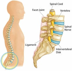Spine anatomy lumbar anatomy - slipped discs and herniation