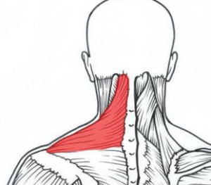 upper traps, self trigger point knots, tension headaches treatment