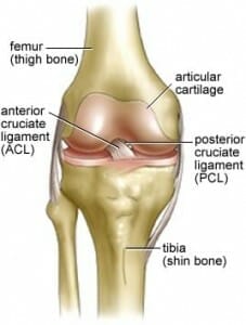 acl anatomu