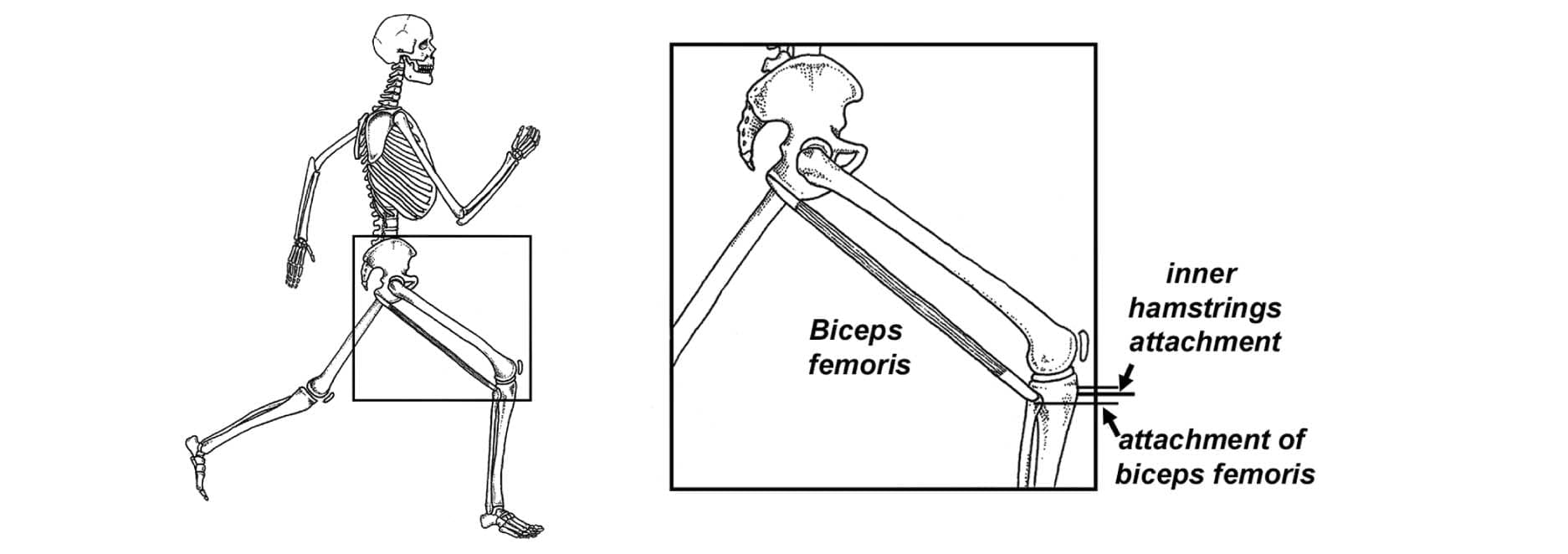 Hamstring Injury explained Heal fast and strong! Physio Prescription
