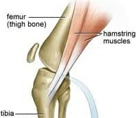 hamstrings action in protecting the acl