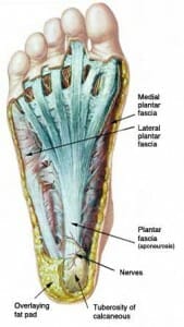plantar fascia - myofascial release 