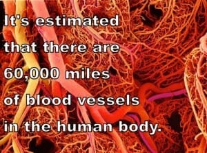 facts about the human body - good health blog