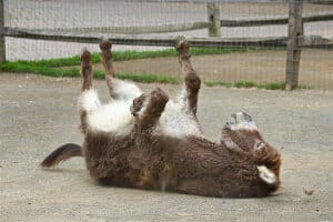 cant get up off the floor or chair? exercises to fix this