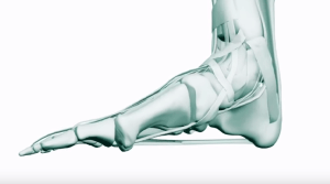 Foot mechanics the natural human foot