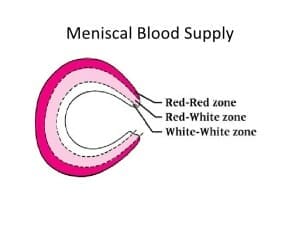 Meniscus blood supply