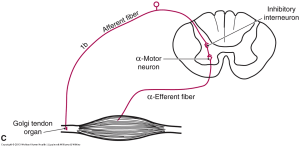 Alpha motor neuron what causes cramp