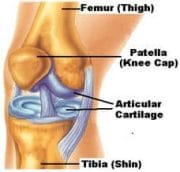 strengthen cartilage