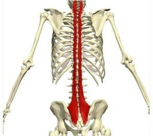 Multifidus why does my back hurt