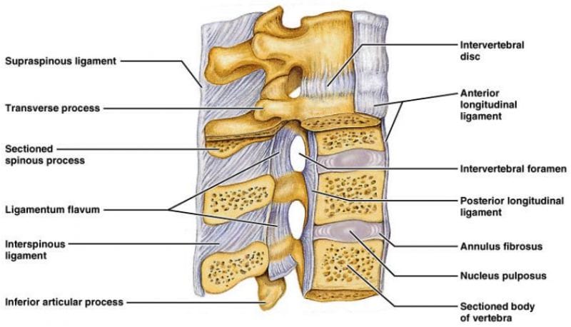 how traction tables help low back pain, sciatica